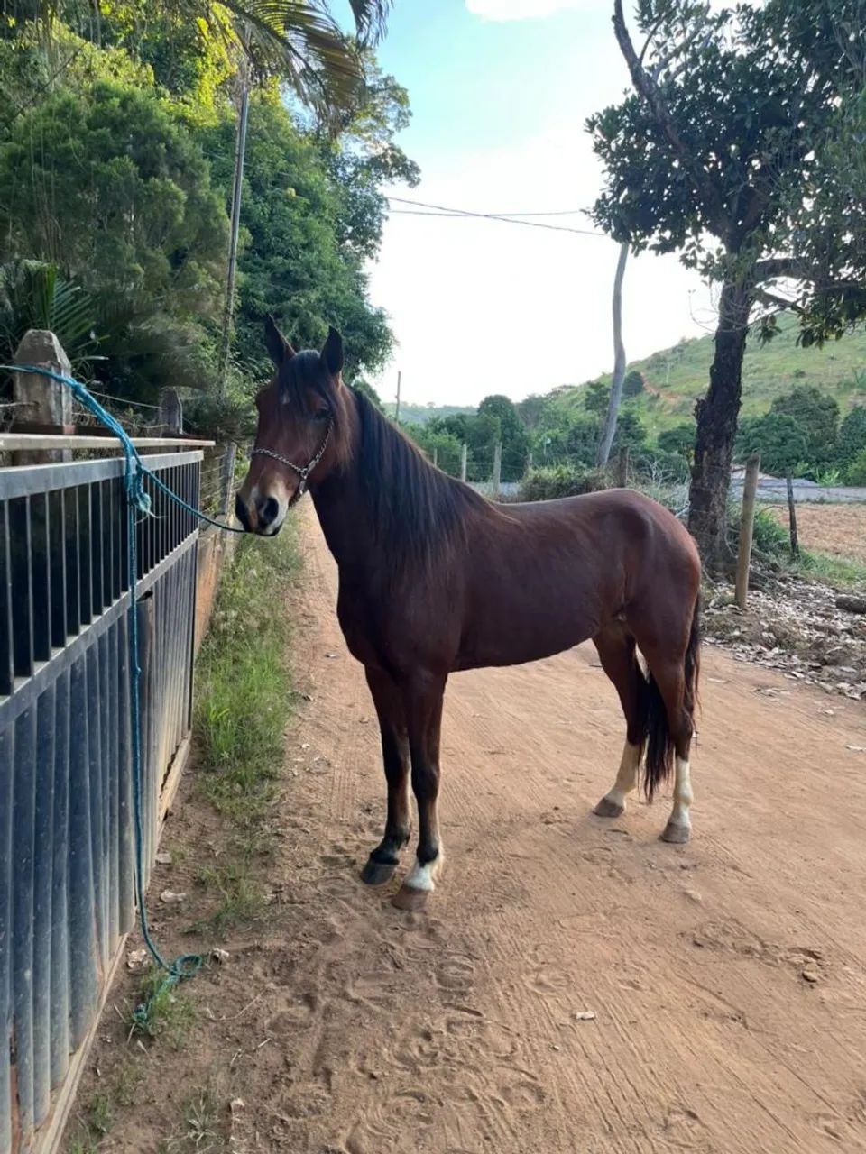 Cavalo castrado marcha picada 