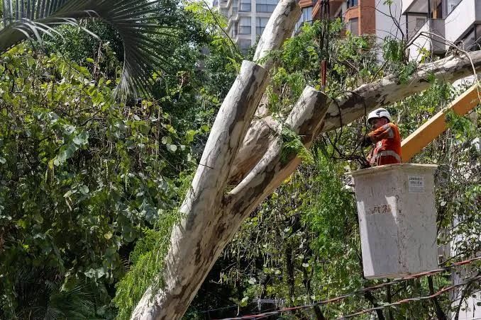Podaçao cortes de árvores coqueiro manutenção de jardim 