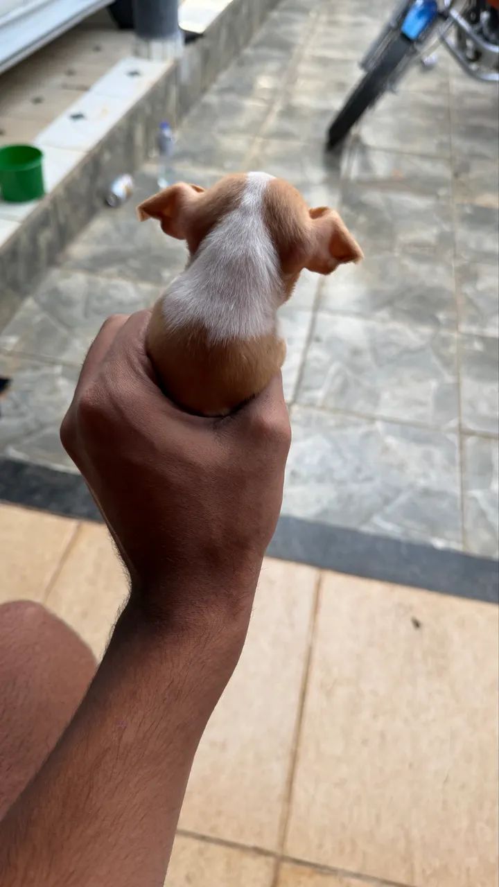 Pinscher 1 macho  - Foto 4