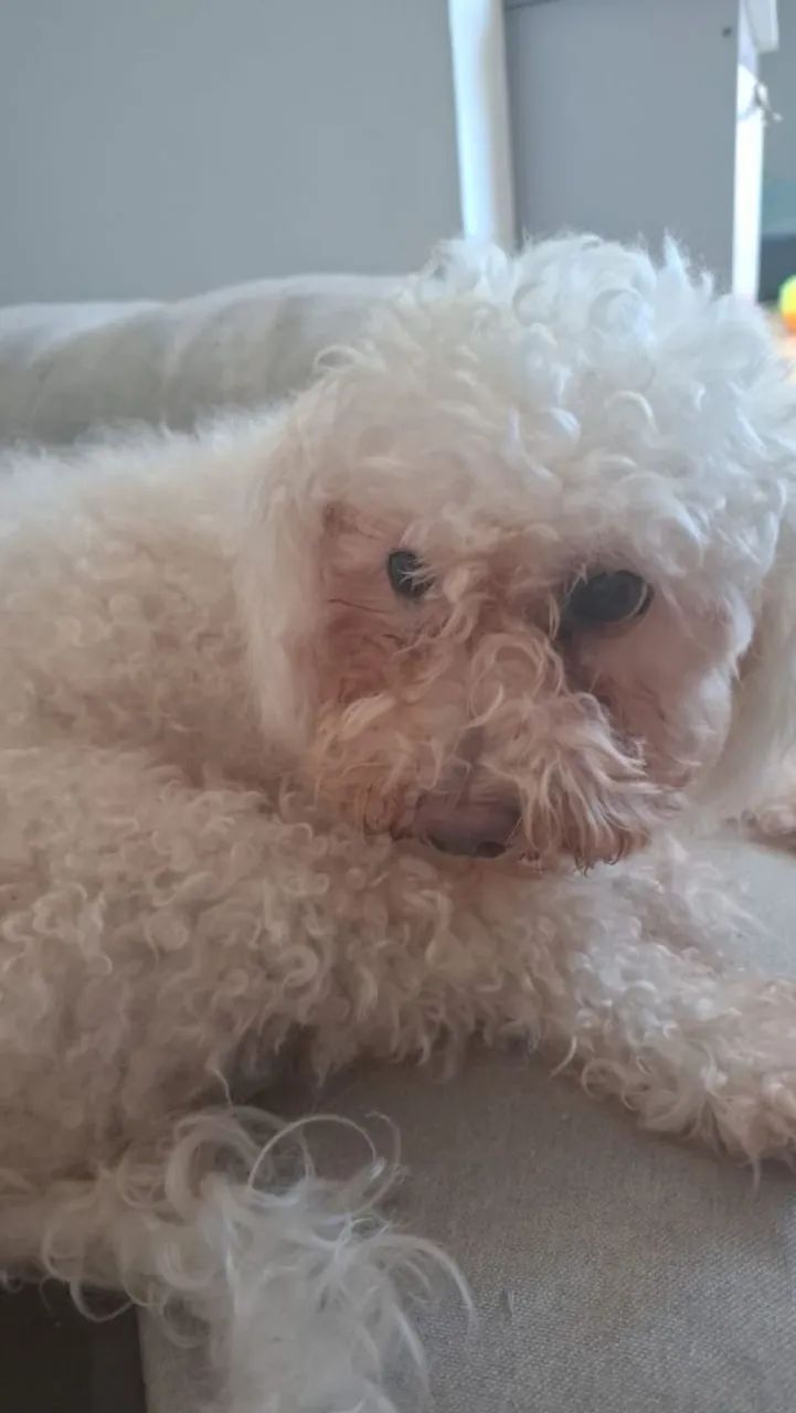 Doando um Poodle 