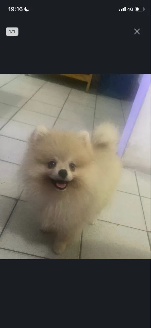 Lulu macho 