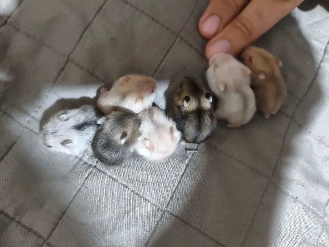 Hamster filhotes - Foto 3