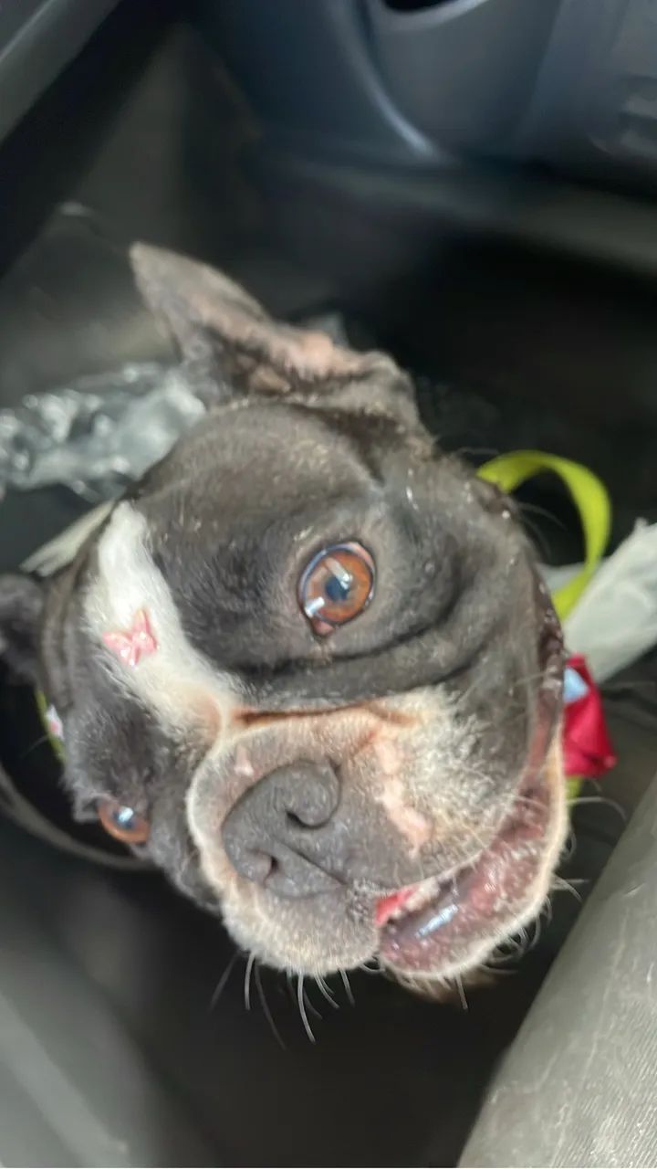 Buldogue Francês Fêmea  - Foto 2