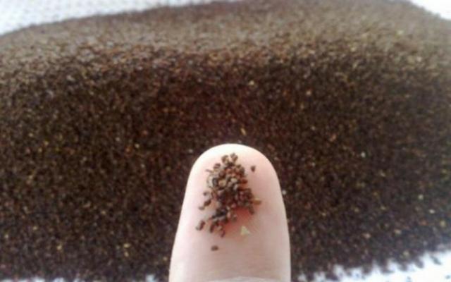 Eucalipto, mudas e sementes - Foto 2