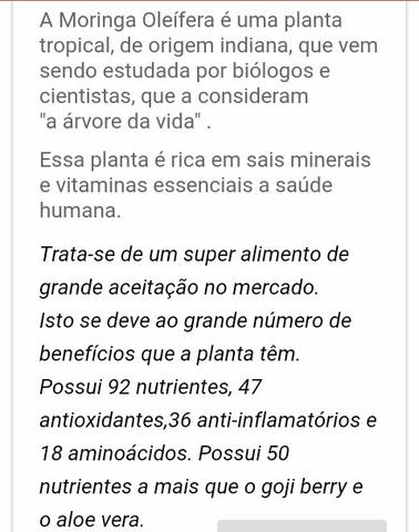 (MORINGA OLEÍFERA) tenho mudas - Foto 3