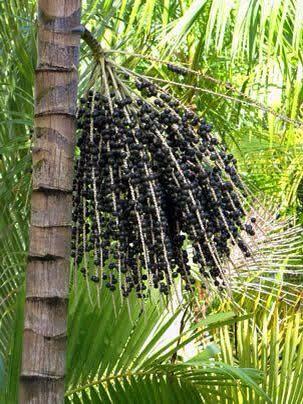 Mudas de açaí