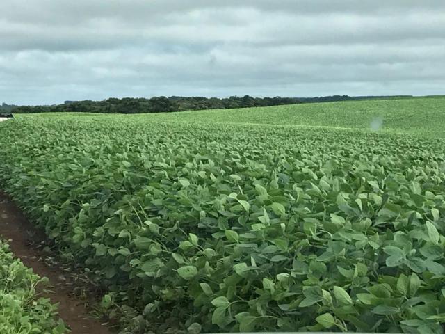 Fazenda à venda, R$ 18.900.000 - Pitanga/PR - Foto 8