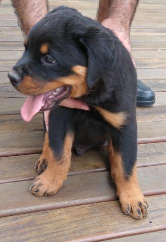 Rottweiler com PEDIGREE - Foto 3