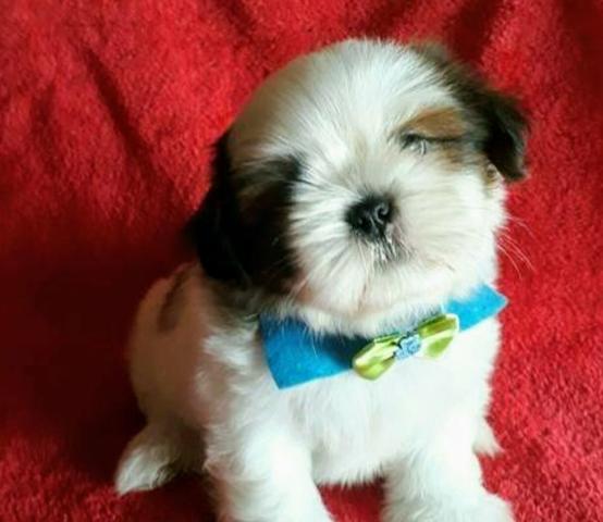 Shih Tzu - Foto 3