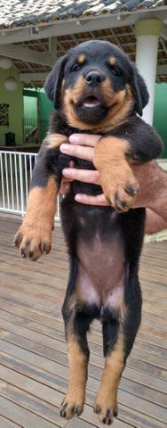 Rottweiler com PEDIGREE - Foto 5