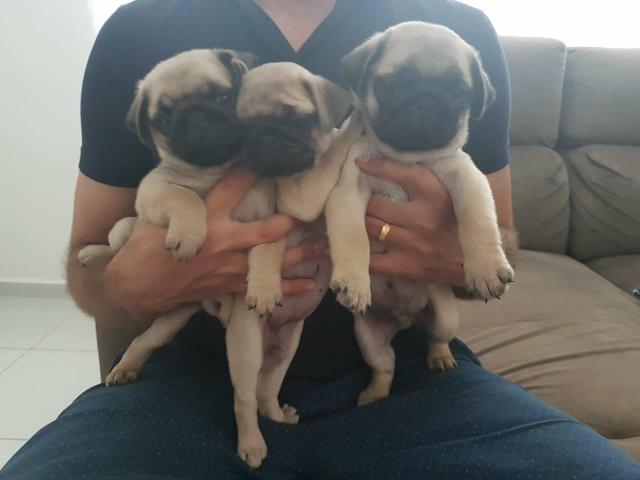 Fêmea de Pug a pronta entrega
