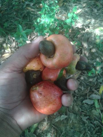 02 lotes de terra a venda em Alagoinhas-Ba. ou aceita troca por carro - Foto 3