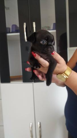 Lindos filhotes de Pug - Foto 2