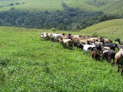 Ovelha, carneiro, borrego, ovinos Dorper / Santa Inêss mestiços - Foto 2