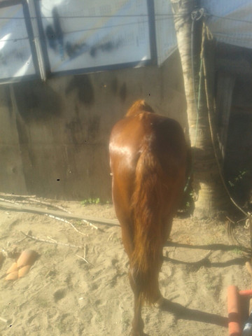 Vendo pordo 2 anos - Foto 3