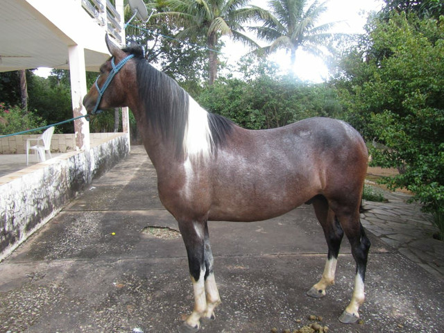 Potro mangalarga - Foto 3