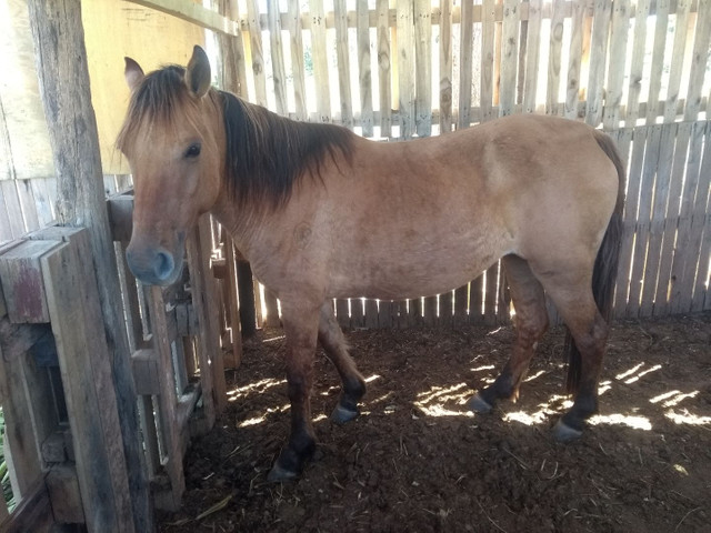 Vendo égua crioula grossa valor 2000 parcelo no cartão sem juros