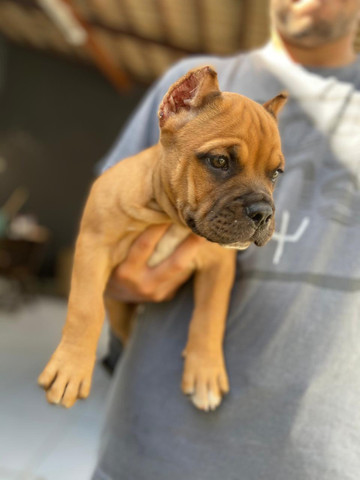 Filhotes de American Bully Pocket e Micro - Foto 2