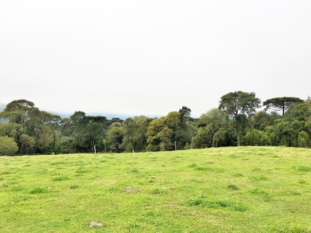 Área 2 Hectares com Container em Urubici - Foto 4