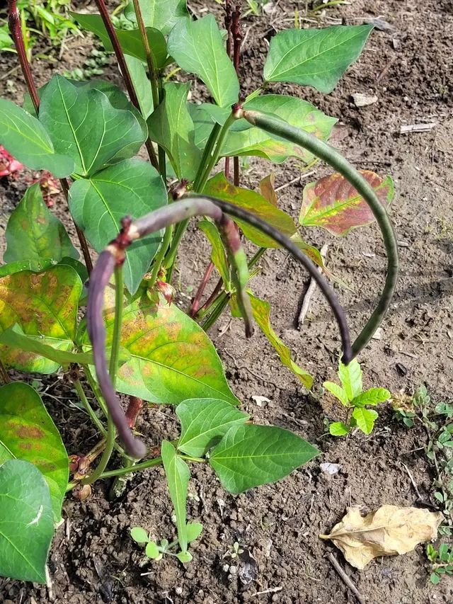 Terreno pra vender  em bela vista