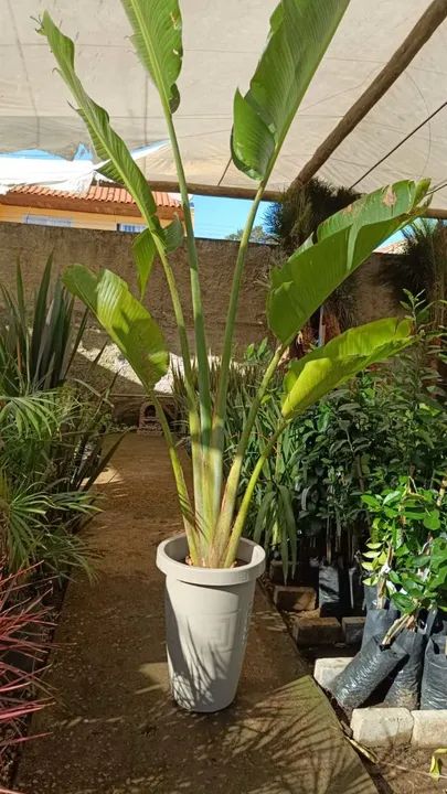 Palmeira Ravenala ou Arvore do Viajante  - Foto 2