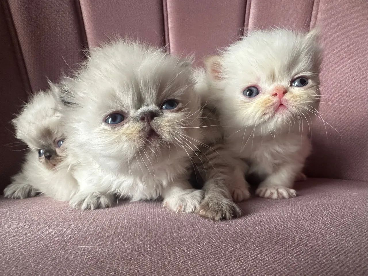 Lindos filhotes de gato persa - Foto 2