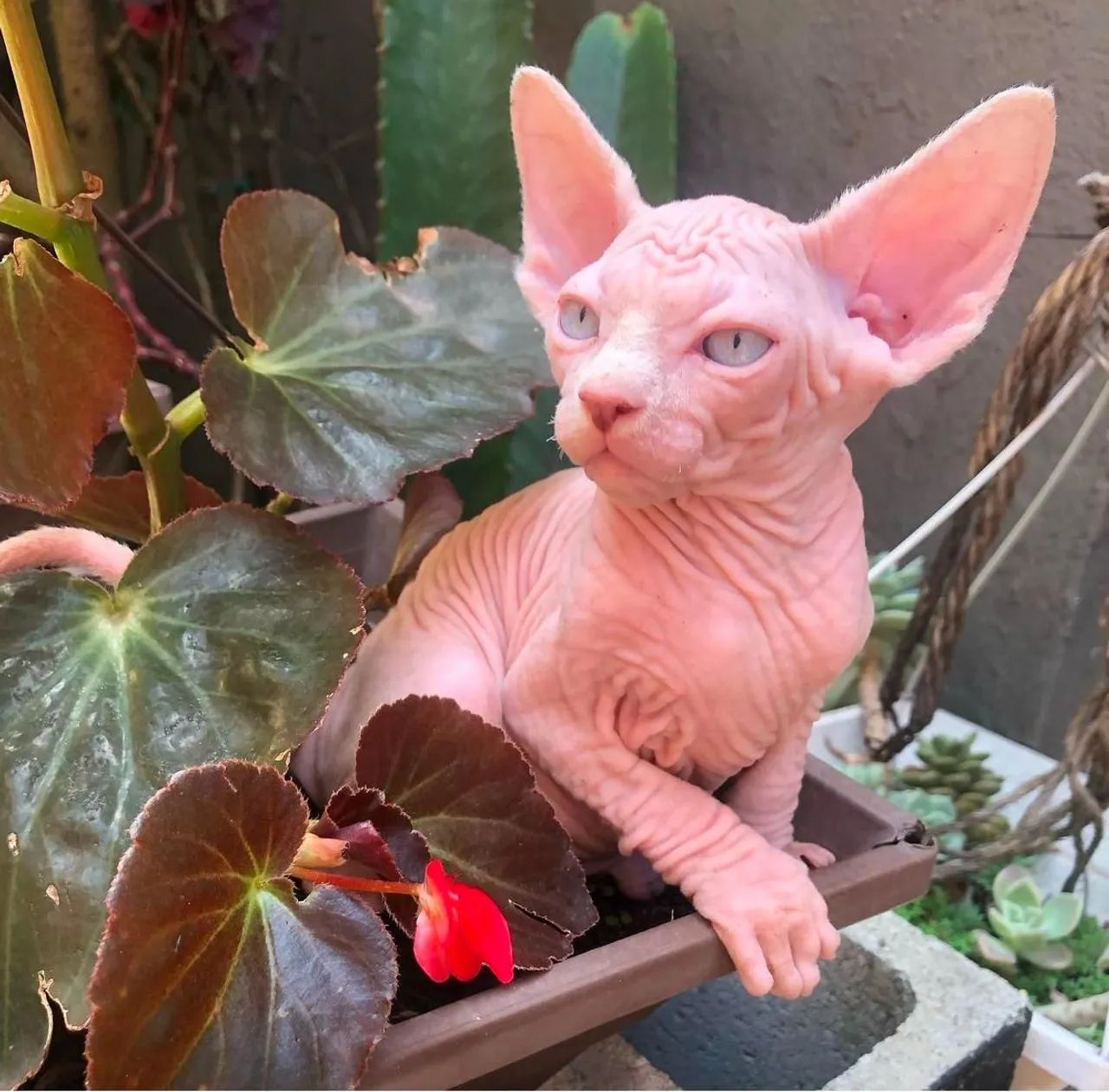 Sphynx _ Lindos filhotes de gatos da raça sphynx _ gatos pelados 