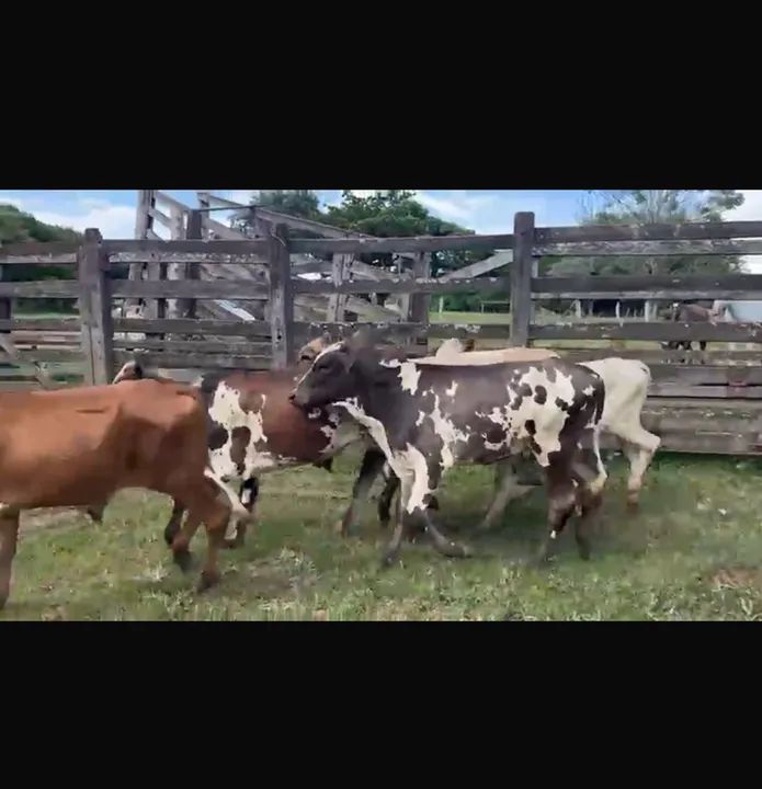 40 bezerros Nelorados  - Foto 2