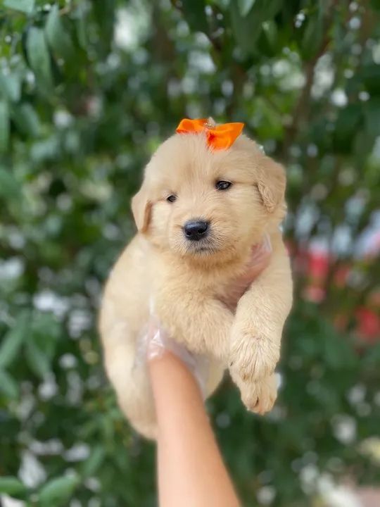 Golden Retriever - Europeu - Seu coração ficara cheio de pegadas. - Foto 3