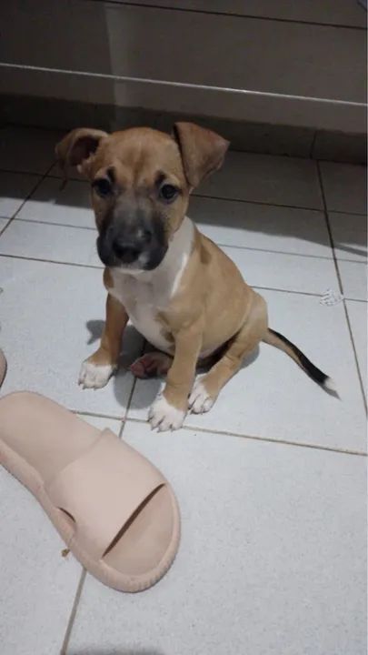 Filhote de Pitbull disponível para adoção