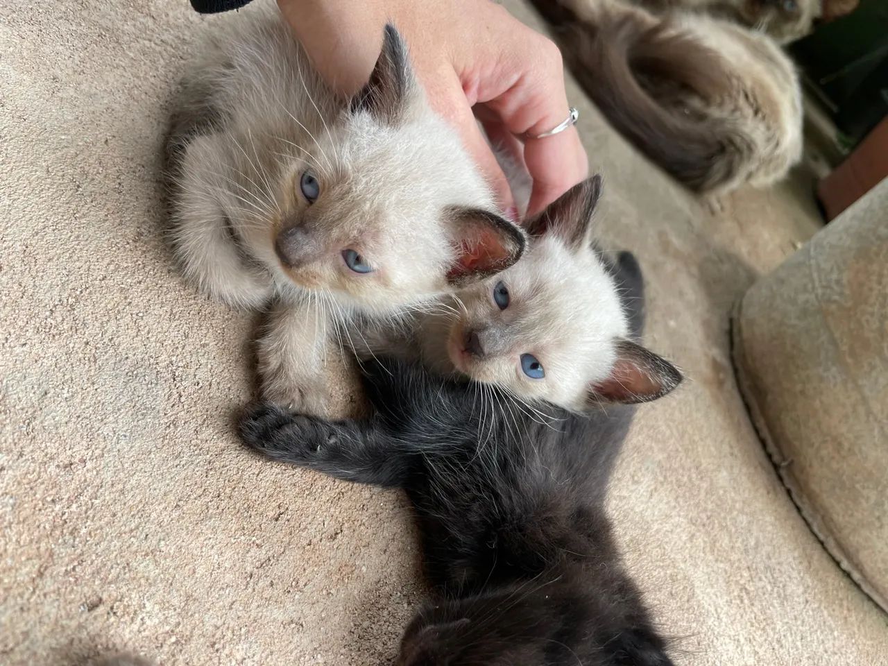 4 gatinhos fofinhos para adoção