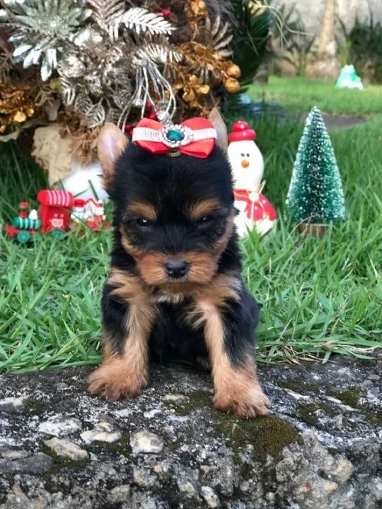 Yorkshire Terrier bem fofurinha espertinha e brincalhona 