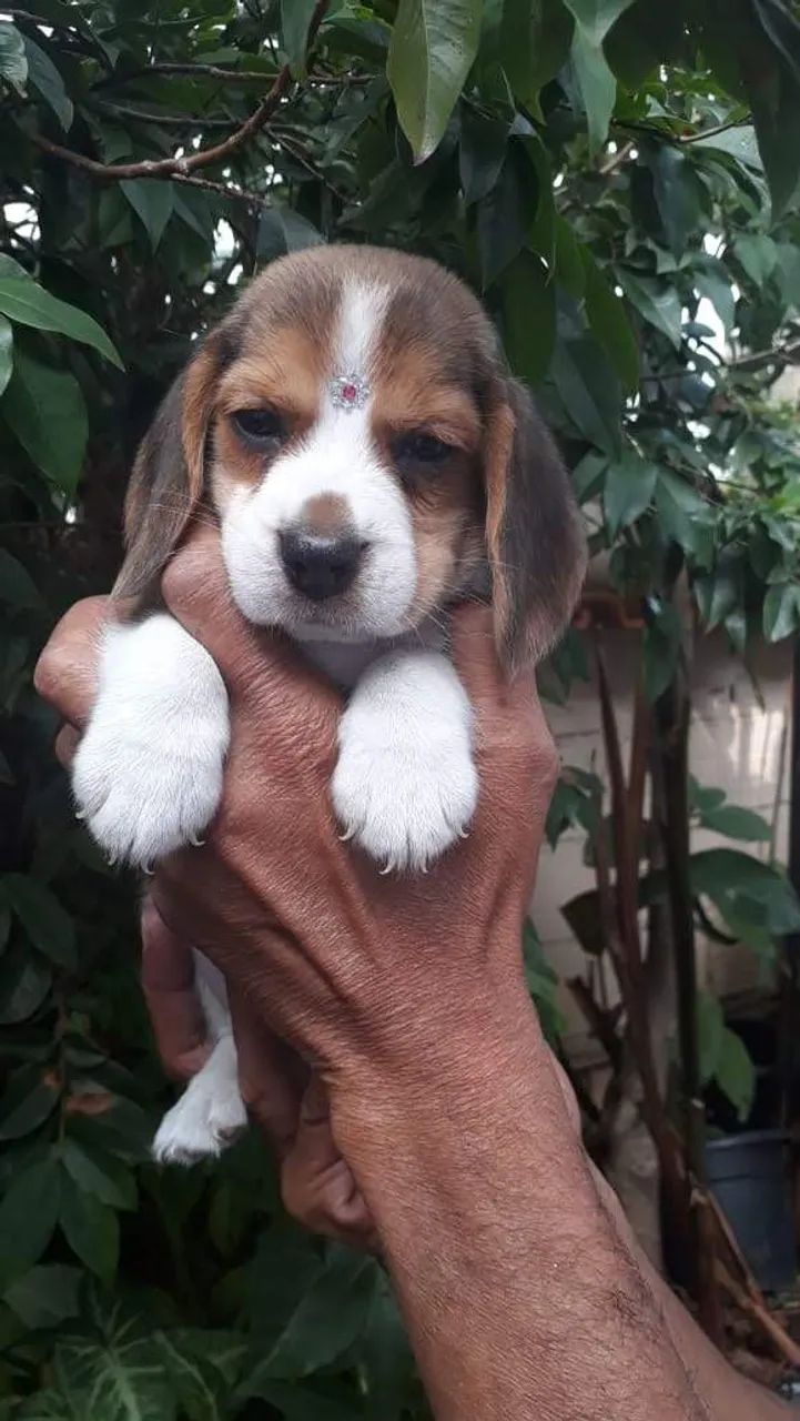 Beagle - Foto 2
