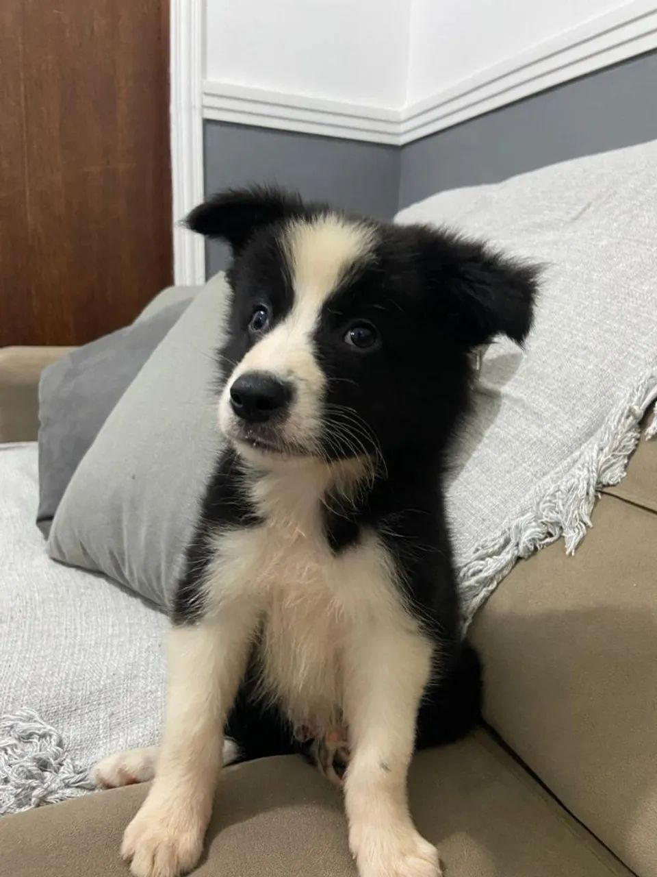 Filhotes de Border Collie Machos  - Foto 2