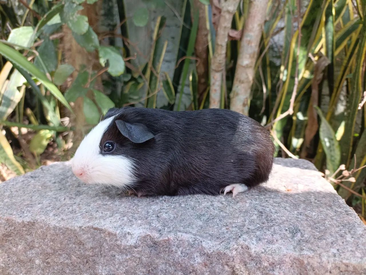 Porquinhos da índia 