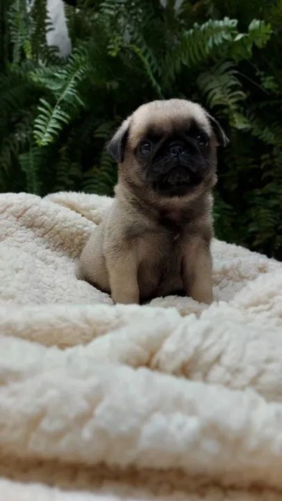 Pug Abricó e Preto, Lindos filhotes com Assistência Veterinária gratuita