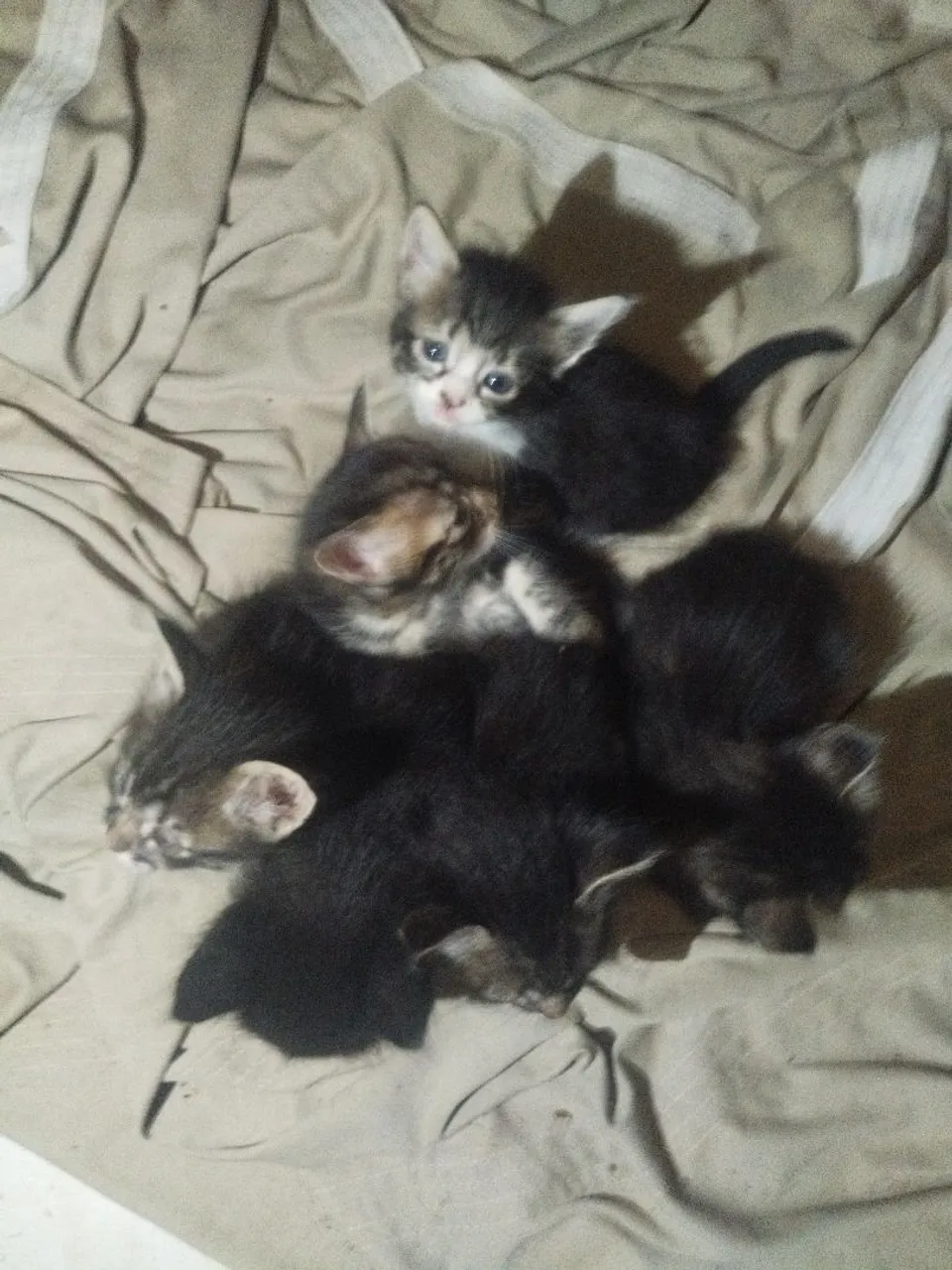 Filhotes de Gatinhos para Adoção - Peludinhos e Fofos!
