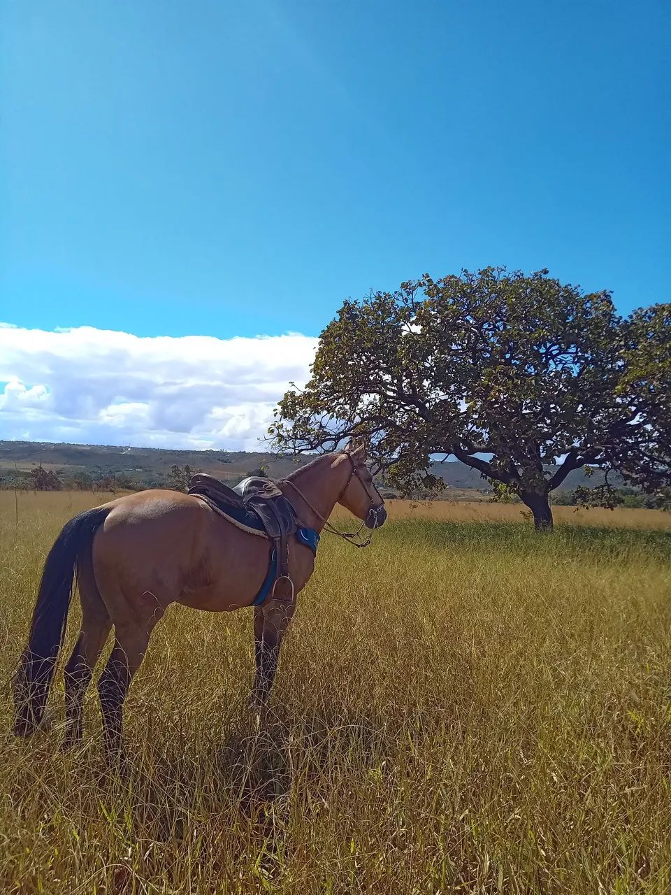 Cavalo de esteira - Foto 2