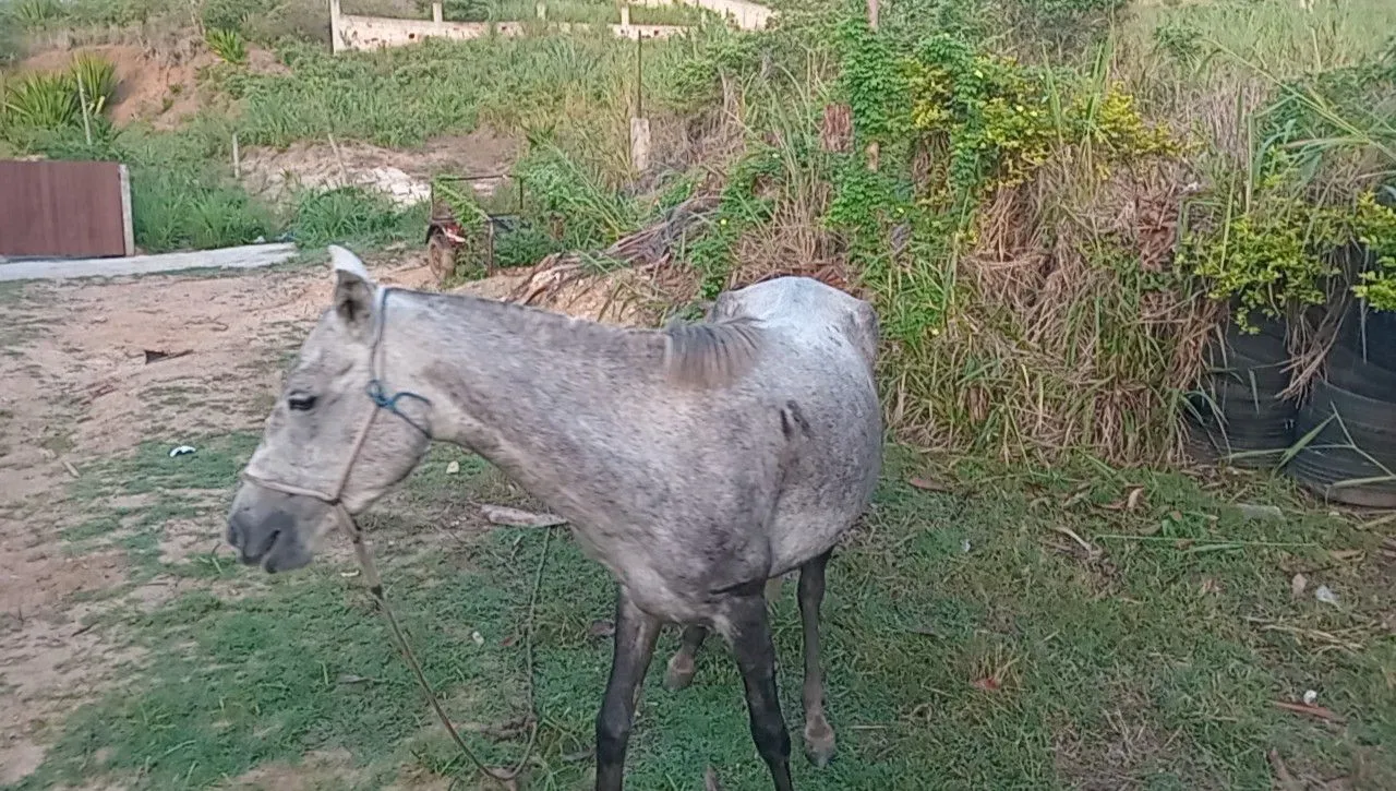 Égua prenha piquira