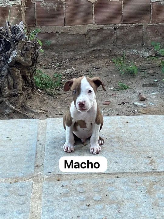 Pit Bull Terrier / Pit Monster  - Foto 5