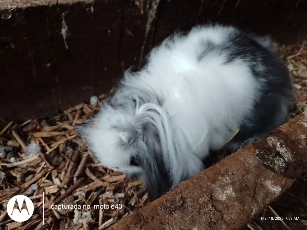 Vendo coelho gigante de Flandres e Mini fuzzy lup e Mini angorá  - Foto 3