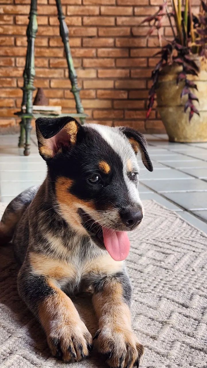  Cachorros boiadeiro australiano  - Foto 3
