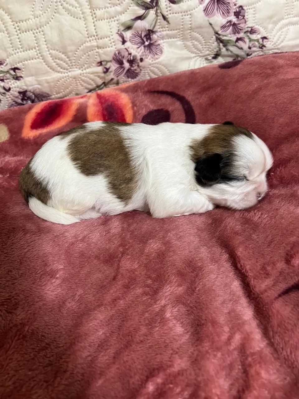 Filhote Shih Tzu