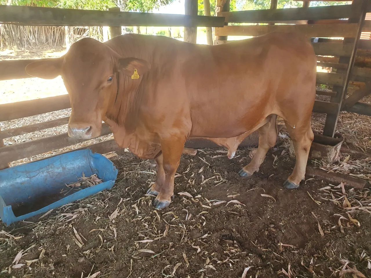 Touro senepol PO - Foto 2