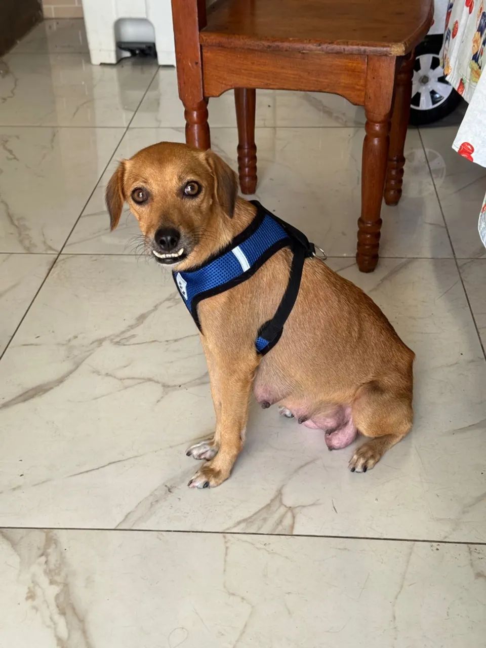 Doando cadela SRD porte médio pequeno.