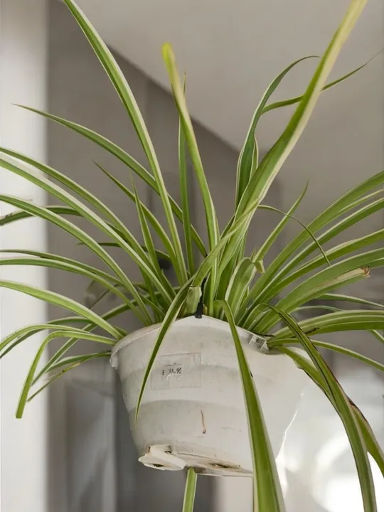 Planta Clorofito Variegata - Fácil de Cuidar