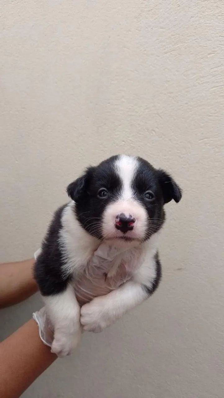 Filhote Border Collie, Prepare-se para uma vida cheia de amor e diversão!
