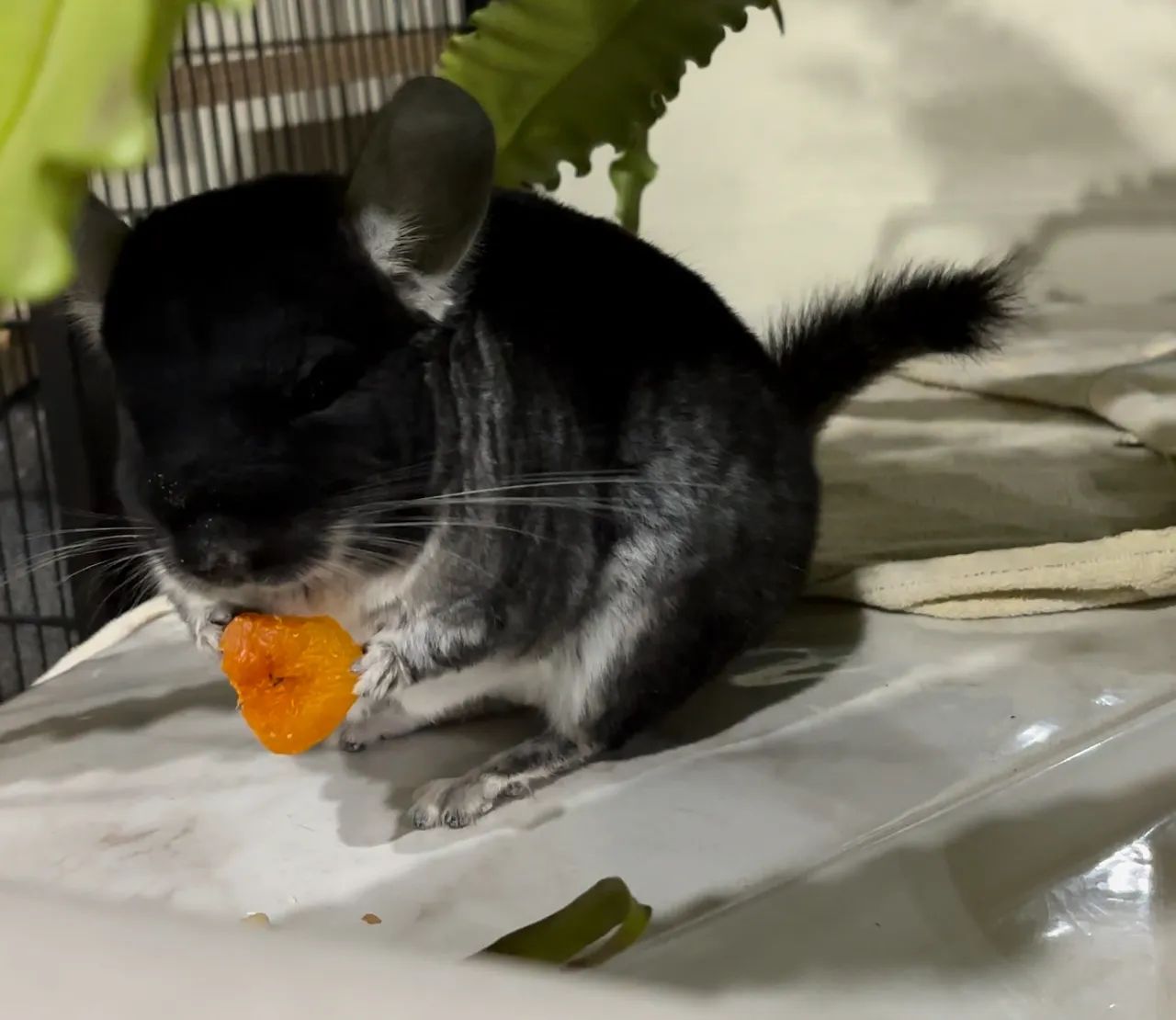 Chinchila preta dócil  - Foto 4