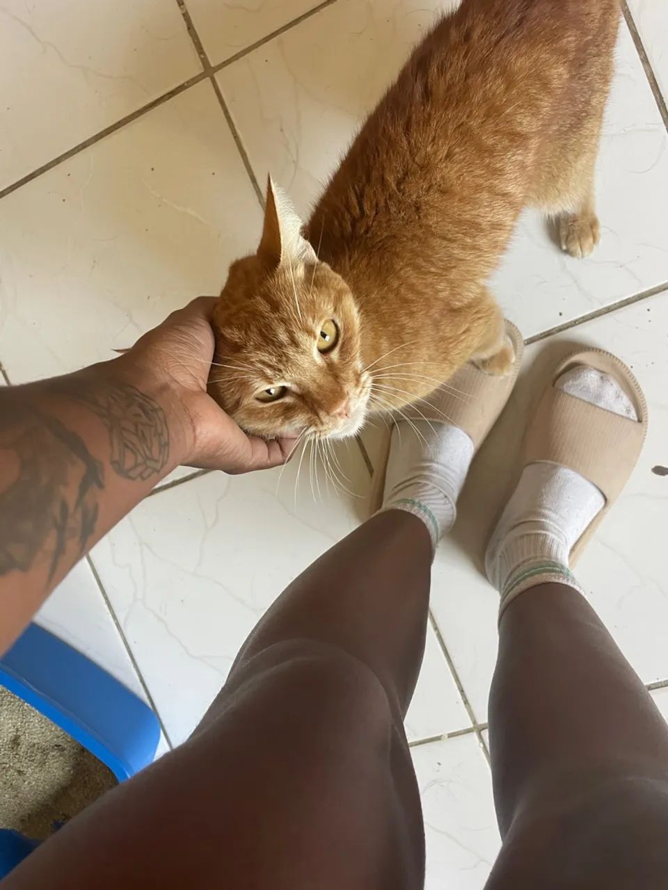Gato adulto resgatado 