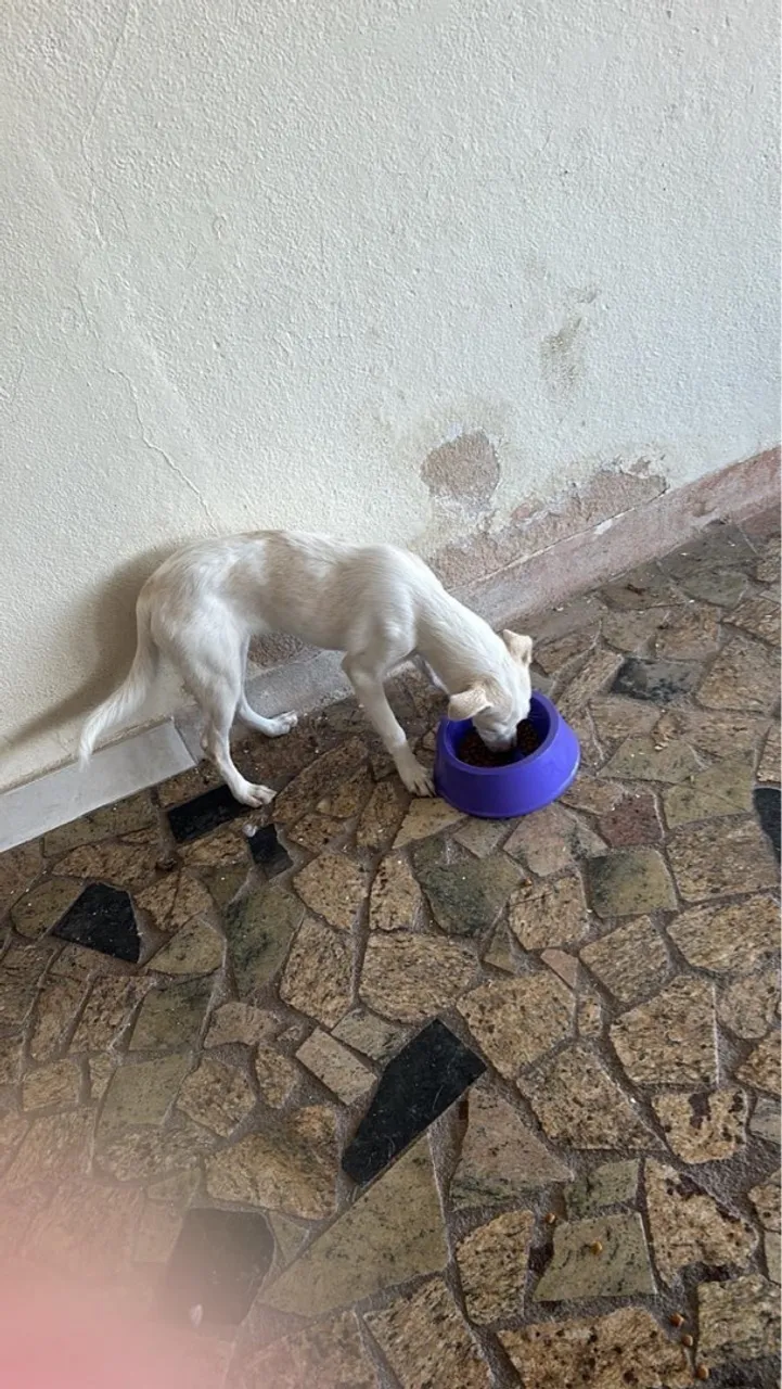 Cachorra para adoção